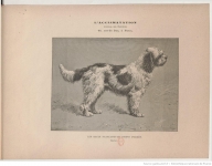 1891-les-races-francaises-de-chiens-darretj-de-coninck2